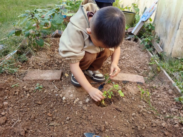 第九周 种花生